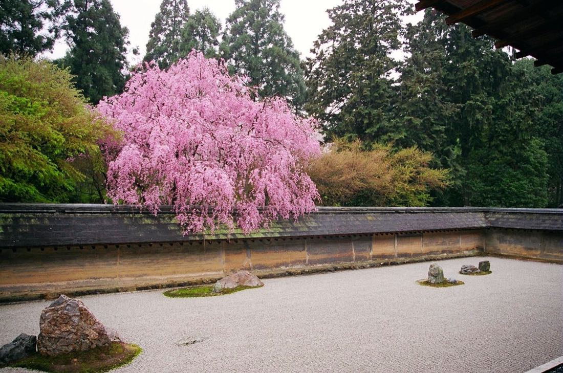 Cherry blossom in front of a Kyoto temple