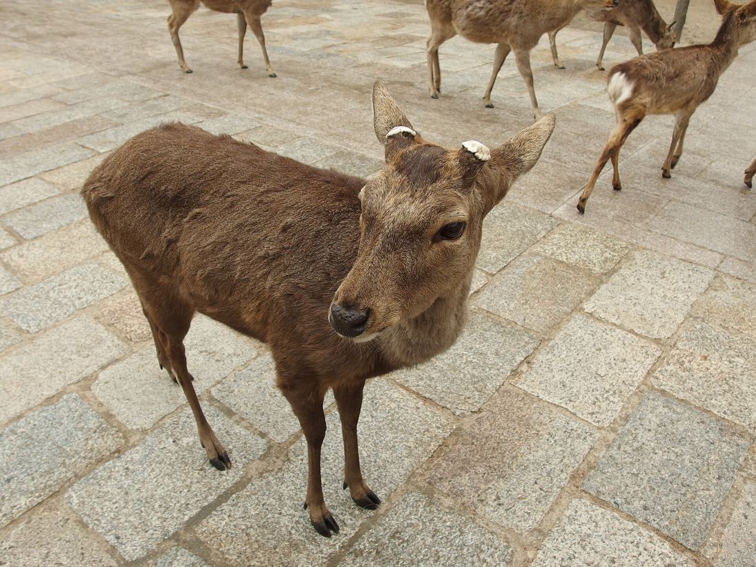 A sika deer on the paving at Nara Park, an easy day trip from Kyoto